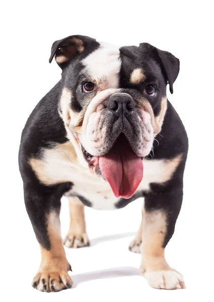 Bulldog Engels Bulldog Witte Achtergrond Gelukkig Bulldog — Stockfoto