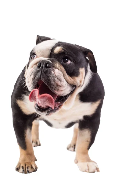 Bulldog Engels Bulldog Witte Achtergrond Gelukkig Bulldog — Stockfoto