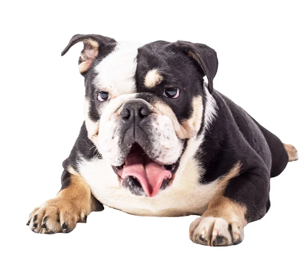 Bulldog Engels Bulldog Witte Achtergrond Gelukkig Bulldog — Stockfoto