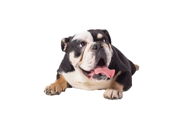 Bulldog Angol Bulldog Fehér Háttér Boldog Bulldog — Stock Fotó
