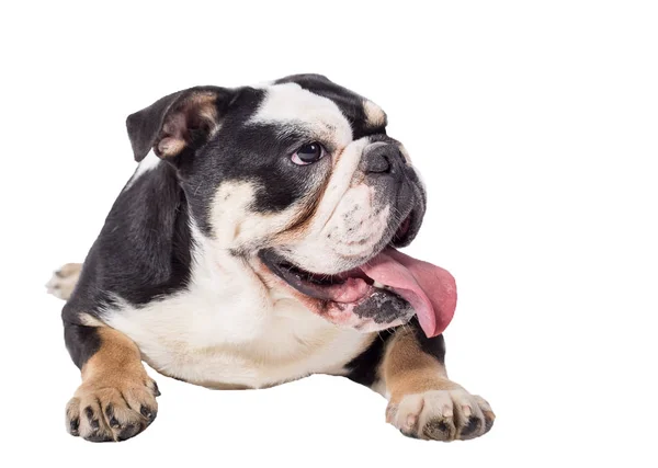 Bulldog Engels Bulldog Witte Achtergrond Gelukkig Bulldog — Stockfoto