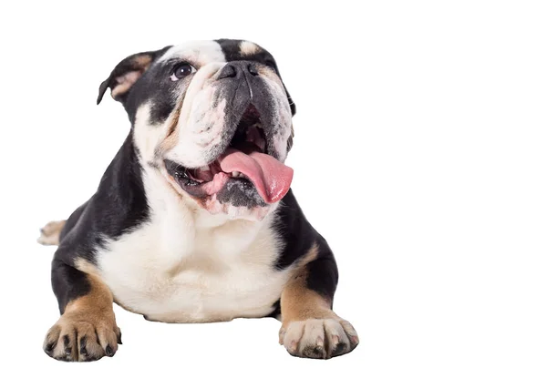 Bulldog Inggris Bulldog Pada Latar Belakang Putih Bahagia Bulldog — Stok Foto