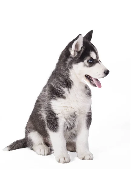 Mooie Husky Puppy Witte Achtergrond — Stockfoto