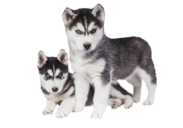 Mooie Husky Puppy Witte Achtergrond — Stockfoto