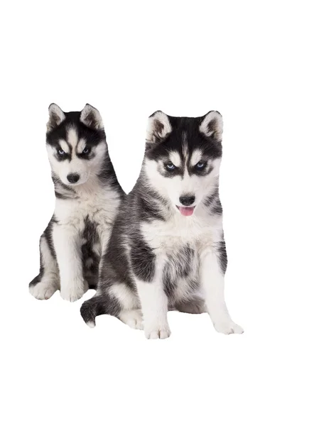 Mooie Husky Puppy Witte Achtergrond — Stockfoto