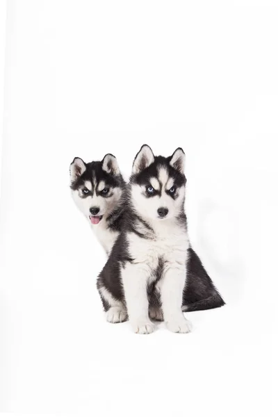 Beautiful Husky Puppies White Background — Stock Photo, Image
