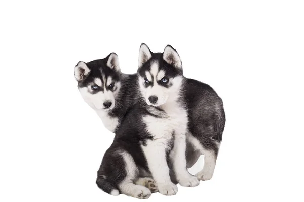 Mooie Husky Puppy Witte Achtergrond — Stockfoto