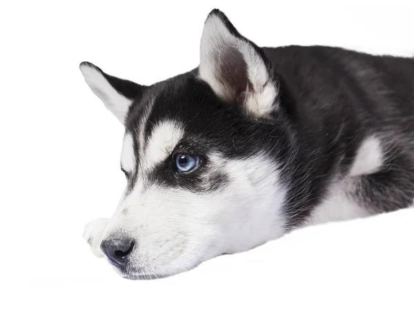 Bellissimi Cuccioli Husky Sfondo Bianco — Foto Stock