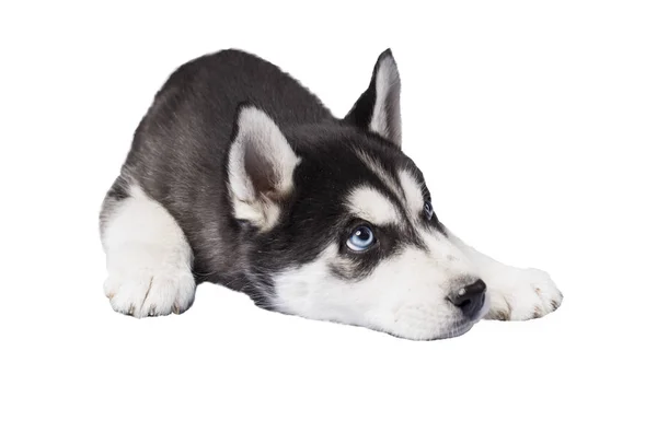 Mooie Husky Puppy Witte Achtergrond — Stockfoto