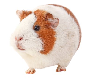 eskiden şiling şimdi domuz, kahverengi eskiden şiling şimdi domuz, kabakulak beyaz arka plan üzerinde