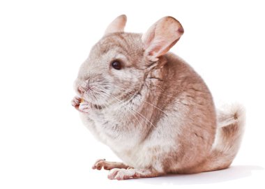 Chinchilla, yeme chinchilla, chinchilla beyaz zemin üzerine chinchilla yiyecek ışık