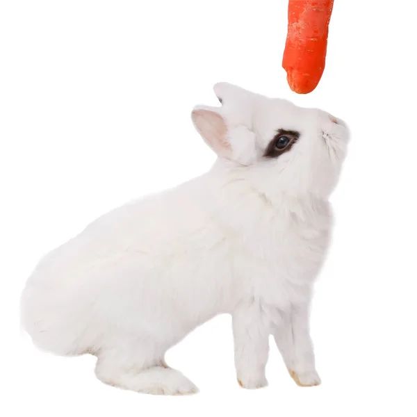 Темный Кролик Кролик Морковью Кролик Белом Фоне — стоковое фото