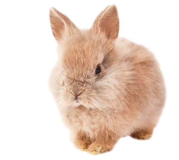 Karanlık Tavşan Tavşan Havuç Ile Beyaz Arka Plan Üzerinde Tavşan — Stok fotoğraf