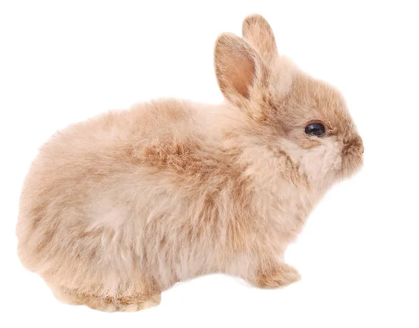 Karanlık Tavşan Tavşan Havuç Ile Beyaz Arka Plan Üzerinde Tavşan — Stok fotoğraf