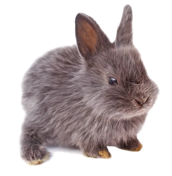 Conejo Oscuro Conejo Con Zanahoria Conejo Sobre Fondo Blanco —  Fotos de Stock