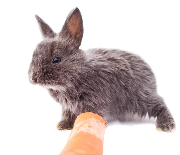 Темный Кролик Кролик Морковью Кролик Белом Фоне — стоковое фото