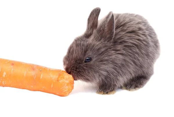 Dunkles Kaninchen Hase Mit Karotte Hase Auf Weißem Hintergrund — Stockfoto