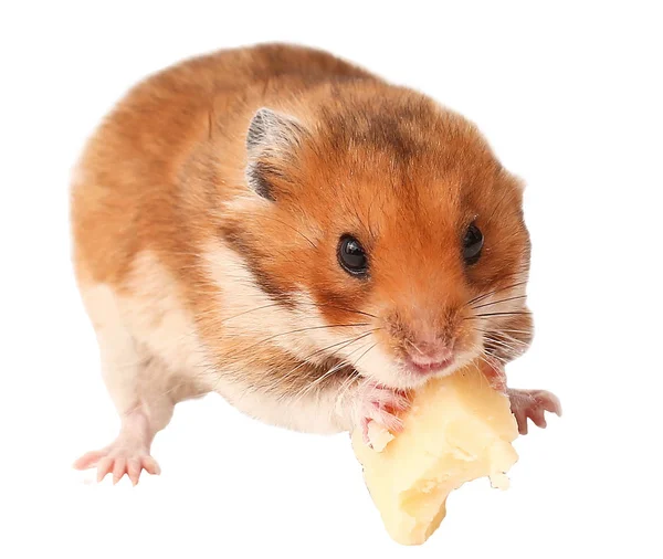 棕色仓鼠 仓鼠正在吃奶酪 有趣的仓鼠 — 图库照片