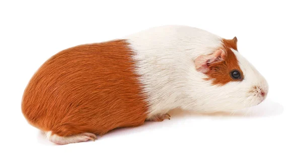 Cavia Cavia Marrone Orecchioni Fondo Bianco — Foto Stock