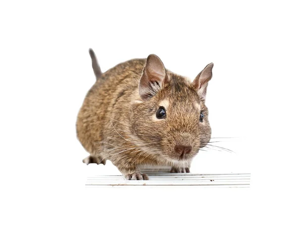 Szczur Szczur Białym Tle Mały Szczur — Zdjęcie stockowe
