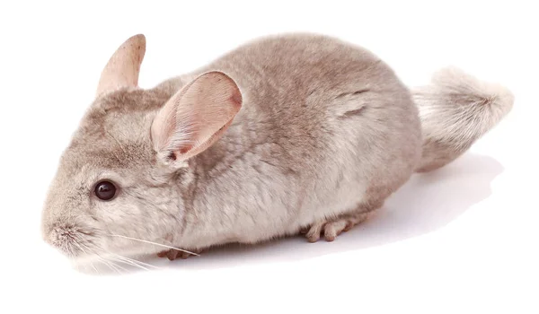 Ljus Chinchilla Chinchilla Äta Chinchilla Vit Bakgrund Chinchilla Mat — Stockfoto