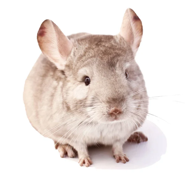 Chinchilla Yeme Chinchilla Chinchilla Beyaz Zemin Üzerine Chinchilla Yiyecek Işık — Stok fotoğraf