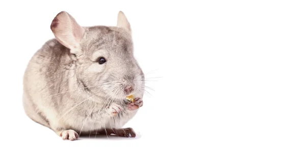 Chinchilla Ligera Chinchilla Comiendo Chinchilla Sobre Fondo Blanco Chinchilla Comida —  Fotos de Stock