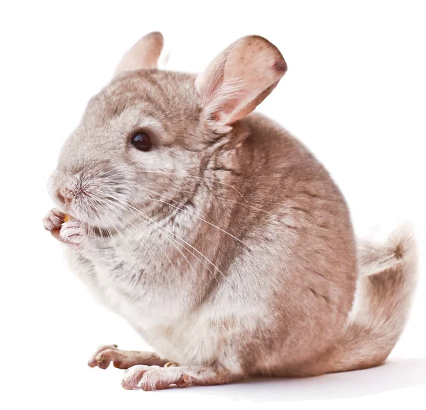 Chinchilla Yeme Chinchilla Chinchilla Beyaz Zemin Üzerine Chinchilla Yiyecek Işık — Stok fotoğraf