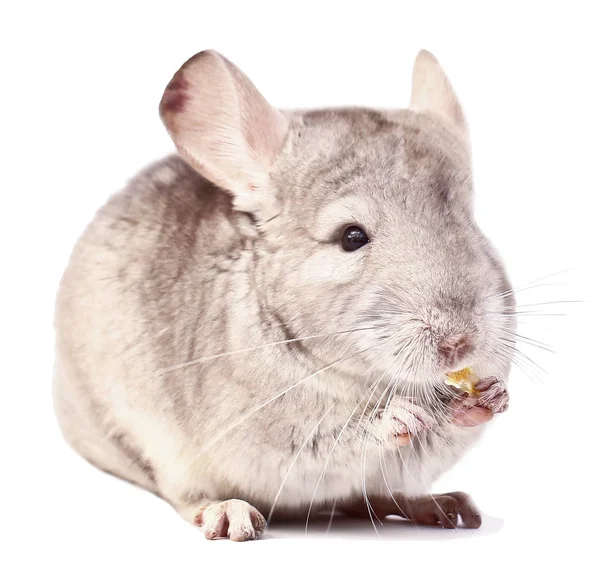 Ljus Chinchilla Chinchilla Äta Chinchilla Vit Bakgrund Chinchilla Mat — Stockfoto