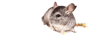 Chinchilla. Beyaz arka plan üzerinde güzel chinchilla oturan çinçilla