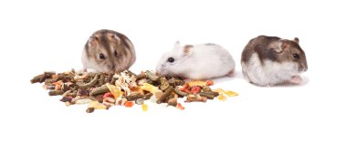 hamster, cüce hamster, hamster beyaz bir arka plan üzerinde