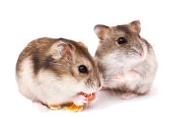 Cüce hamster, hamster, komik hamster, hamster yiyor