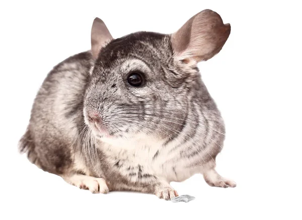 Chinchilla Chinchilla Sitzt Auf Weißem Hintergrund Schöne Chinchilla — Stockfoto