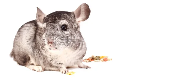 Chinchilla Chinchilla Sitzt Auf Weißem Hintergrund Schöne Chinchilla — Stockfoto