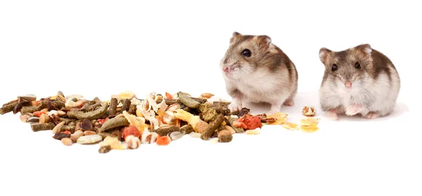 Dwerg Funny Hamster Hamster Hamster Hamster Eet — Stockfoto