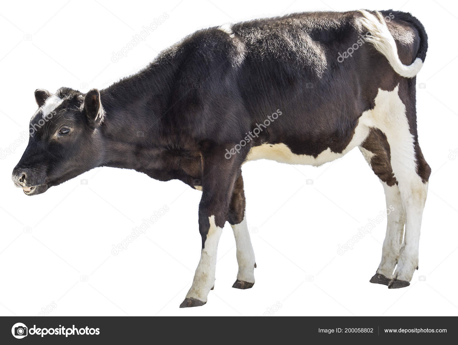 Pezuñas de vaca fotos de stock, imágenes de Pezuñas de vaca sin royalties |  Depositphotos