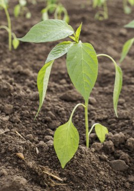 Yatak lahanası kırmızı biber biber, biber biber