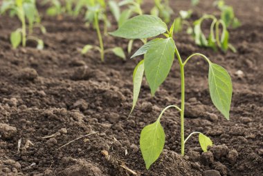 Yatak lahanası kırmızı biber biber, biber biber