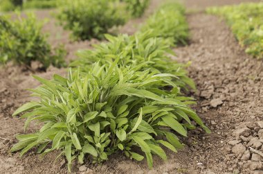 fıstık, fıstık bush, büyüyen, fıstık fıstık büyümeye arazi üzerinde tarım