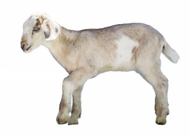 kuzu beyaz arka plan, çiftlik, hayvan