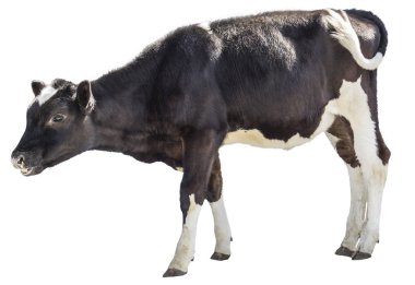 inek çiftlik hayvanı komik öküz 