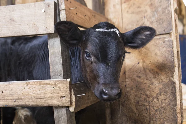 buzağı Dana buzağı çitin arkasında çiftlikte ahır
