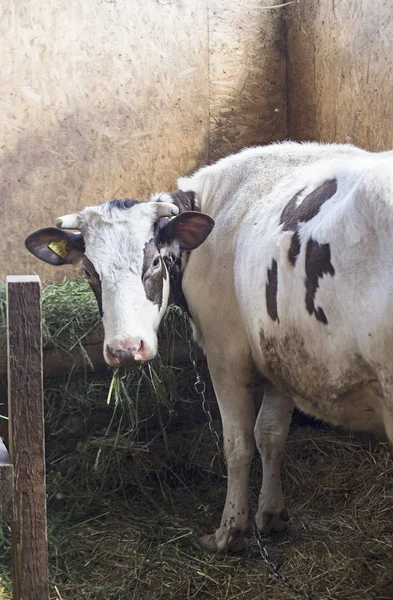 Ahırda Durak Inek Inek — Stok fotoğraf