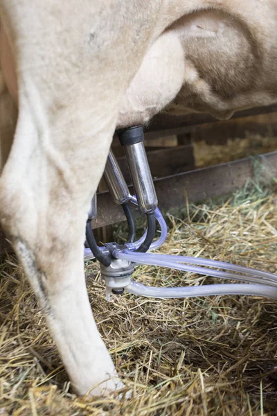 Melken Einer Kuh Milch Ein Bauernhof — Stockfoto