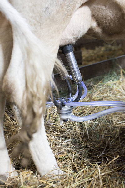 milking of a cow, milk, a farm