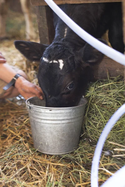 Bir Buzağı Süt Bir Kova Bir Buzağı Içecek Süt Içiyor — Stok fotoğraf