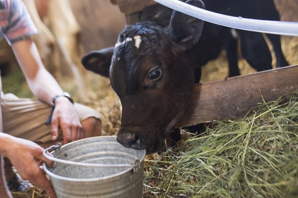 子牛は子牛の飲み物牛乳バケツからミルクを飲む — ストック写真