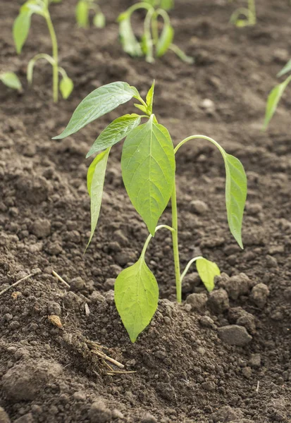 Yatak lahanası kırmızı biber biber, biber biber