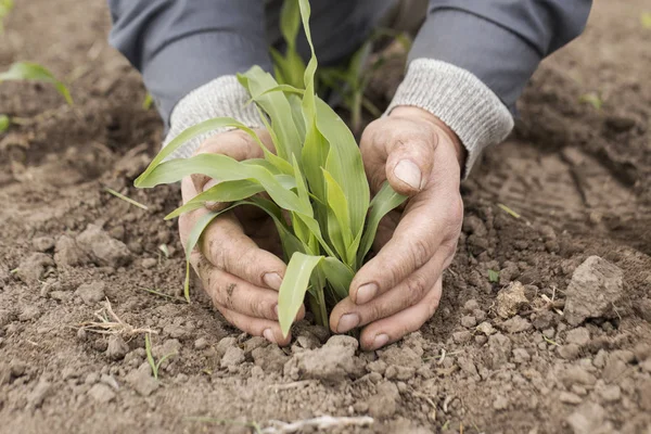 bitki Mısır Mısır Mısır tohumu Mısır büyümeye sahada 