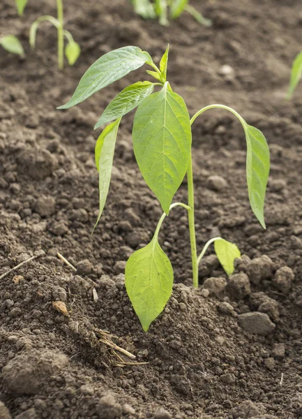 Yatak lahanası kırmızı biber biber, biber biber